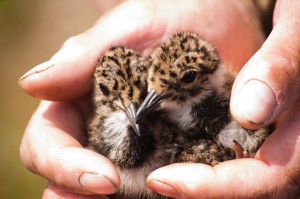 Lapwing chicks