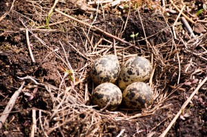 Lapwings nest