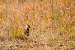 Tagged chick is getting back to the wilderness