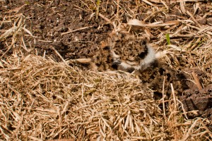 The art of the camouflage