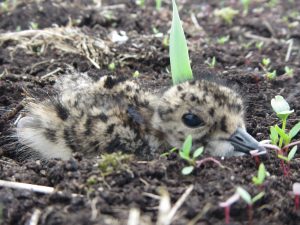 Lapwing Chick Hiding